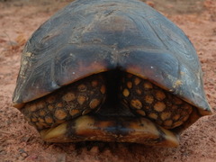 Chelonoidis denticulatus