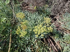 Crithmum maritimum