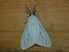 Spilosoma nivea