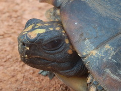 Chelonoidis denticulatus
