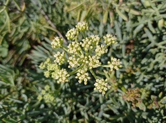 Crithmum maritimum