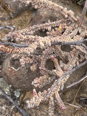 Crassula muscosa