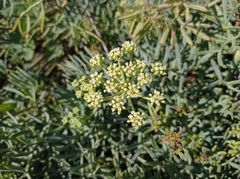 Crithmum maritimum