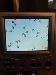 Cortinarius malachius