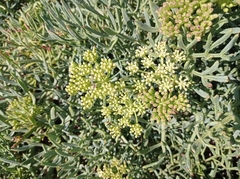 Crithmum maritimum