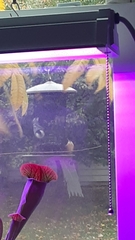 Thryothorus ludovicianus