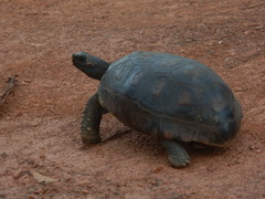 Chelonoidis denticulatus