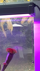 Thryothorus ludovicianus