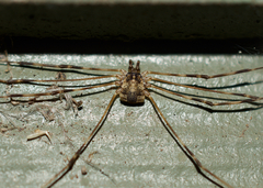 Leptobunus parvulus
