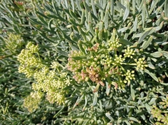 Crithmum maritimum