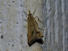 Diasemia monostigma