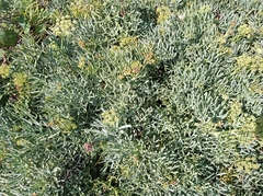 Crithmum maritimum