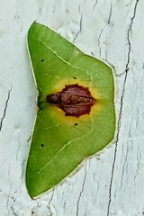 Nemoria astraea
