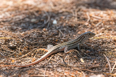 Acanthodactylus erythrurus