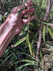 Salix caroliniana