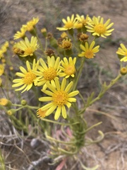 Senecio heterotrichius