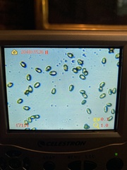 Cortinarius malachius