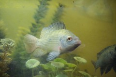 Oreochromis aureus