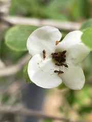 Brachymyrmex obscurior