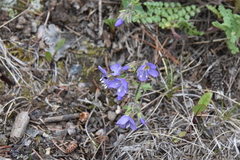 Polemonium pulcherrimum