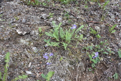 Polemonium pulcherrimum
