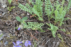 Polemonium pulcherrimum