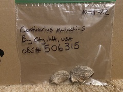 Cortinarius malachius