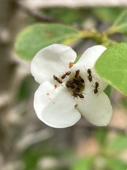Brachymyrmex obscurior
