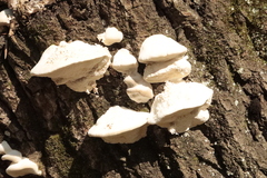Trametes suaveolens