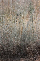 Artemisia taurica