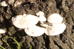 Trametes suaveolens