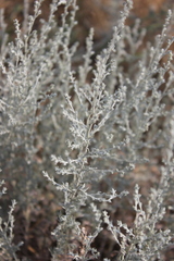 Artemisia taurica