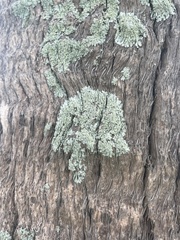 Lecanoromycetidae