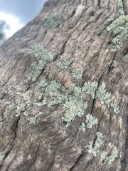 Lecanoromycetidae