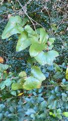 Smilax bona-nox