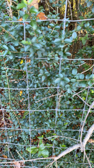 Ligustrum quihoui