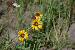 Gaillardia aristata