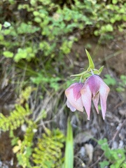 Calochortus albus
