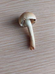 Pholiota terrestris