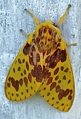 Symphlebia