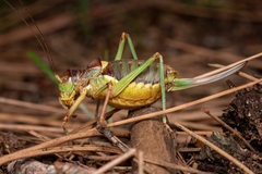 Coracinotus notarioi