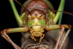 Coracinotus notarioi