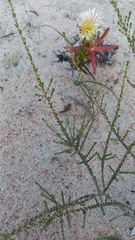 Amphithalea ericifolia erecta