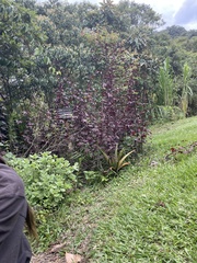 Euphorbia cotinifolia