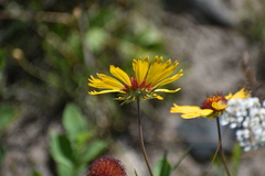 Gaillardia aristata