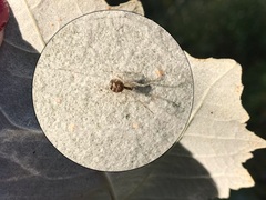 Theridion varians