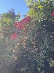 Bougainvillea