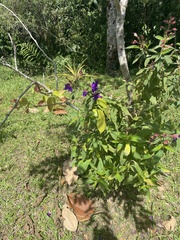 Pleroma heteromallum