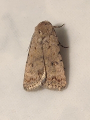 Caradrina clavipalpis