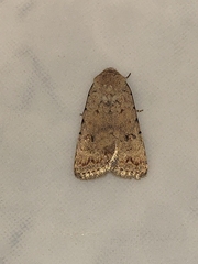 Caradrina clavipalpis